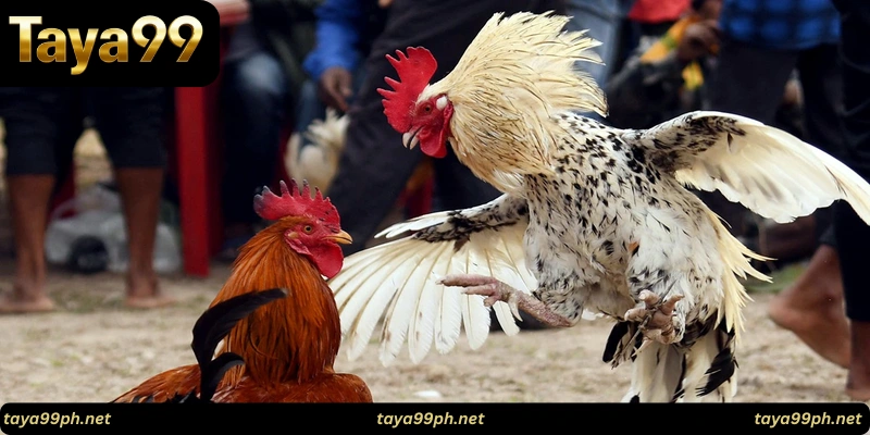 Taya99 cockfighting