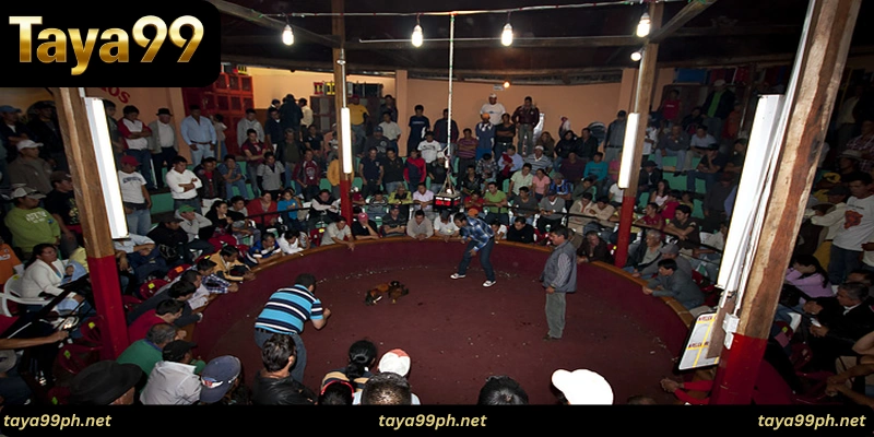 taya99-cockfighting-Strategies 