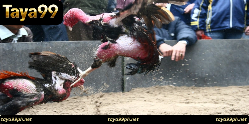 taya99-cockfighting-Rules 