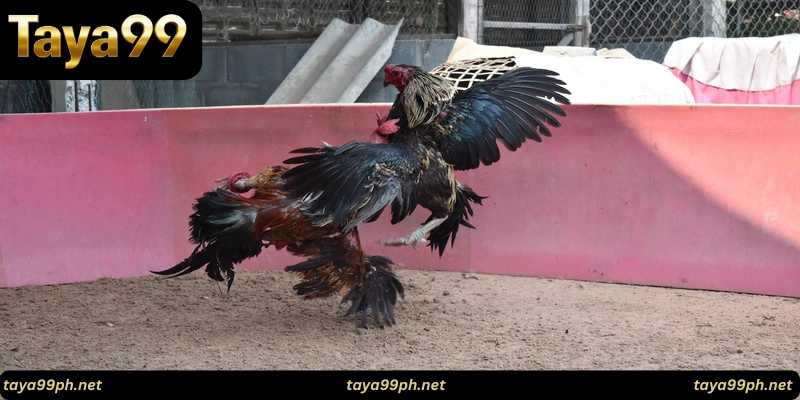 taya99-cockfighting-FAQ