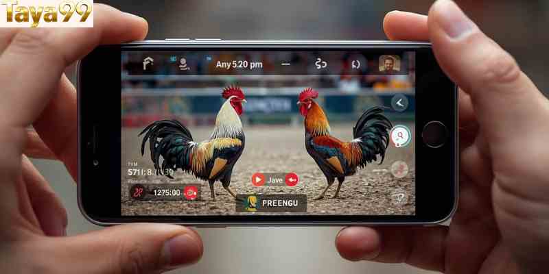   Live-streamed cockfighting match displayed on a mobile device